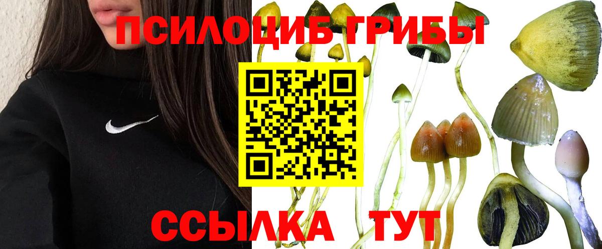 Псилоцибиновые грибы Psilocybe Егорьевск